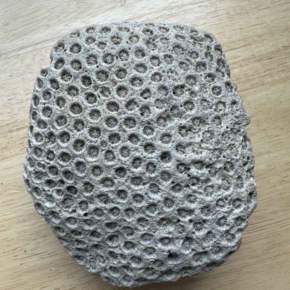 Natural Fossil Other - Fossil Coral Colony Specimen 5.5" Detailed Tarrant County Texas Creek Find 42 oz